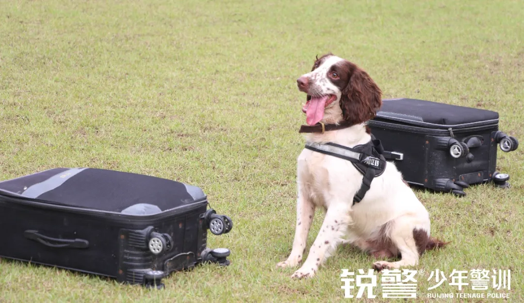 銳警少(shǎo)年(nián)警訓夏令營:雛鷹新飛(fēi),溫室小(xiǎo)花(huā)蛻變之旅,成長(cháng)的(de)力量