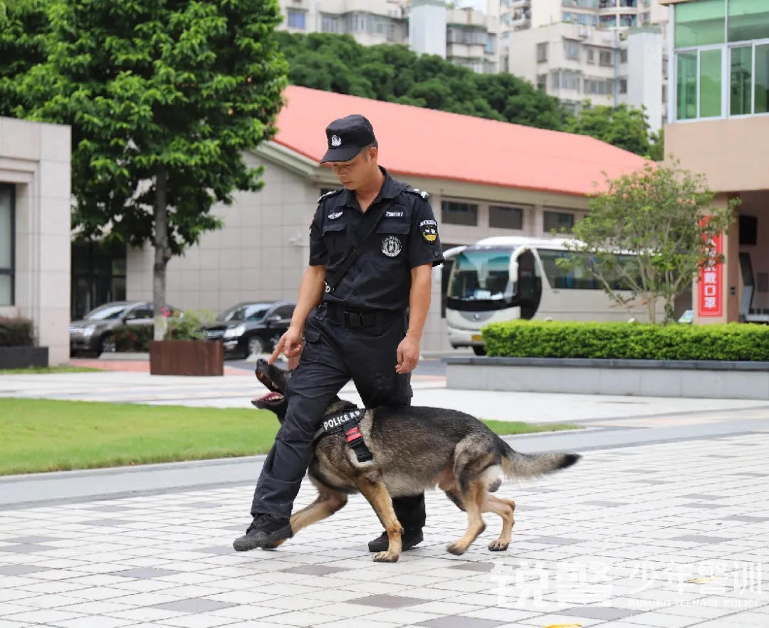 銳警少(shǎo)年(nián)警訓夏令營:雛鷹新飛(fēi),溫室小(xiǎo)花(huā)蛻變之旅,成長(cháng)的(de)力量