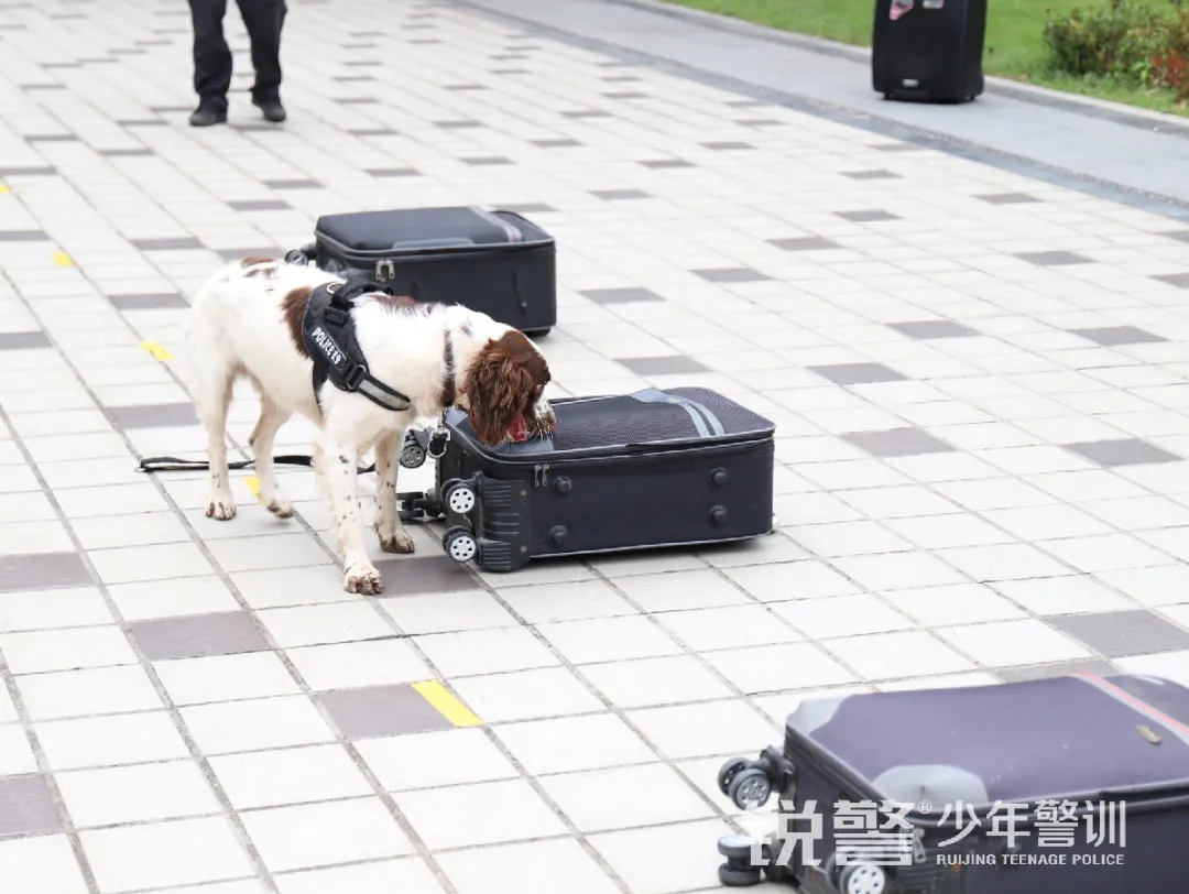 銳警少(shǎo)年(nián)警訓夏令營:雛鷹新飛(fēi),溫室小(xiǎo)花(huā)蛻變之旅,成長(cháng)的(de)力量